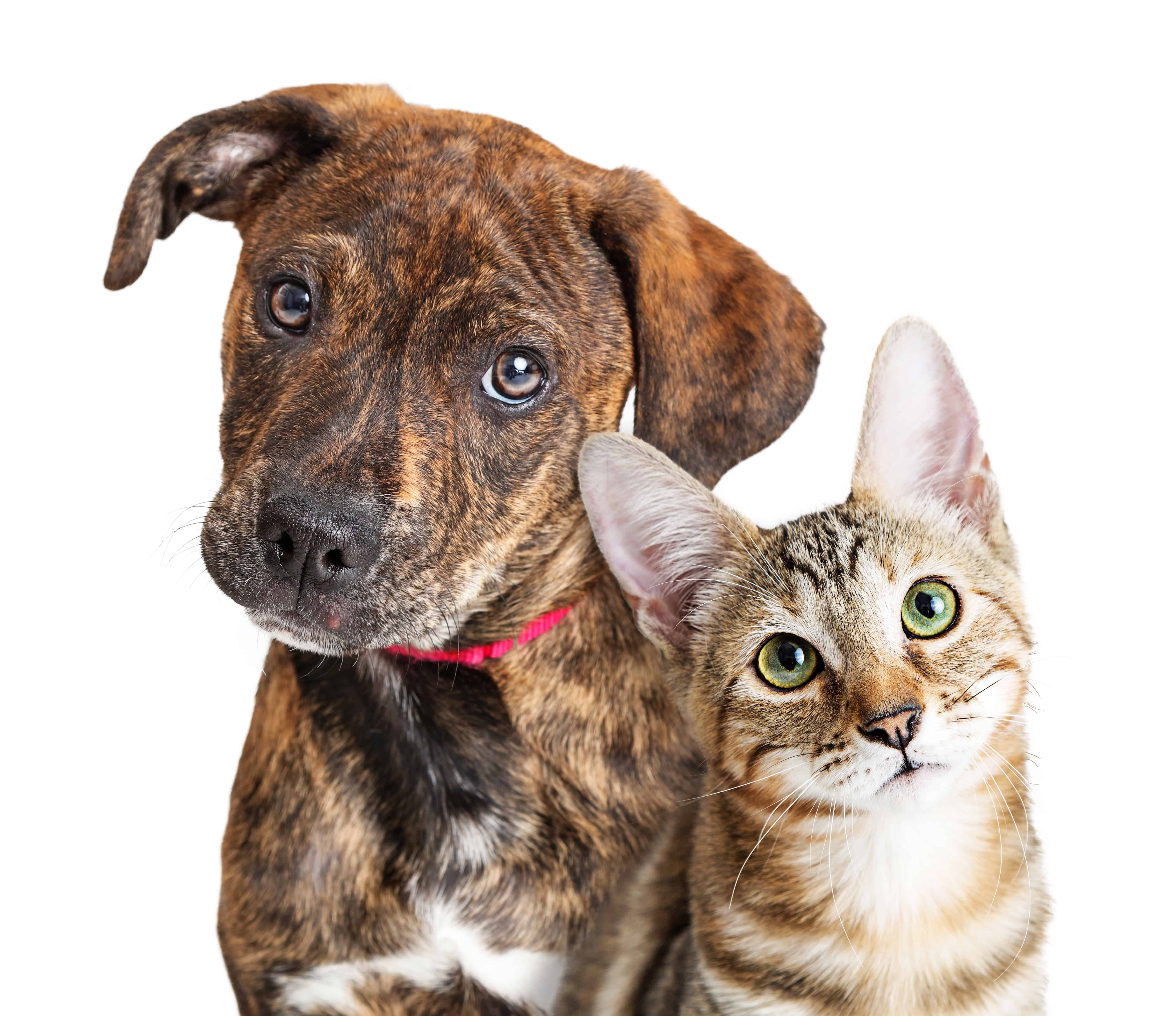 Immagine Cane e Gatto