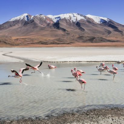 fenicotteri in bolivia