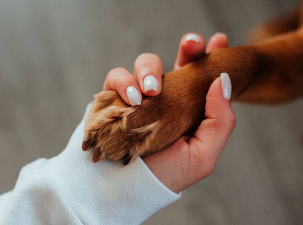 Zorme | Onoranze funebri e cremazione animali domestici