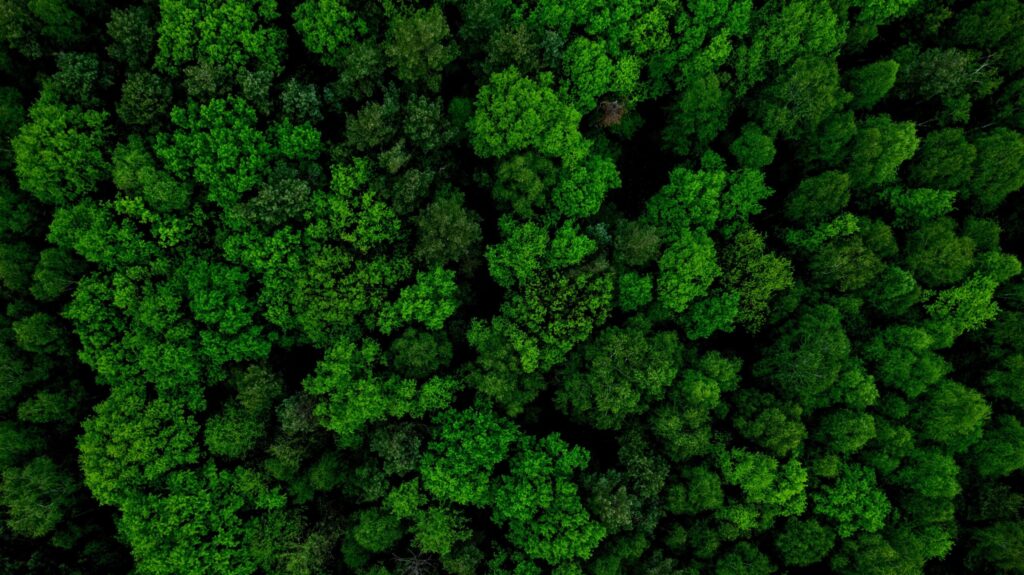 Effetto Foresta