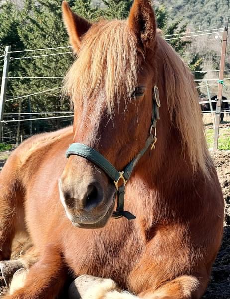 Il Ranch | equitazione ad Imperia