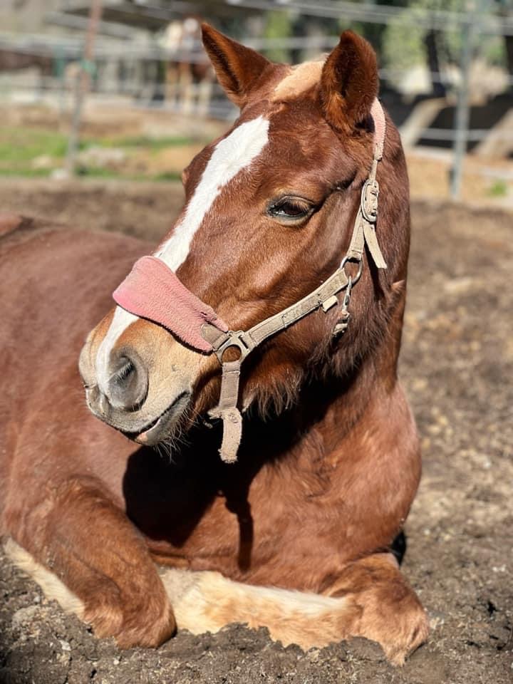 Il Ranch | equitazione ad Imperia