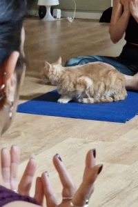 MarySoul Yoga con i gatti