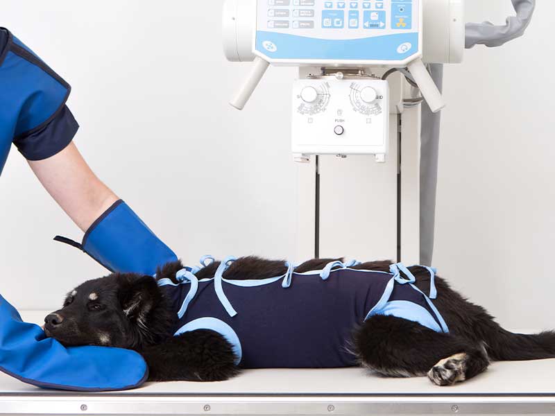 Ambulatorio Veterinario Medicalpet