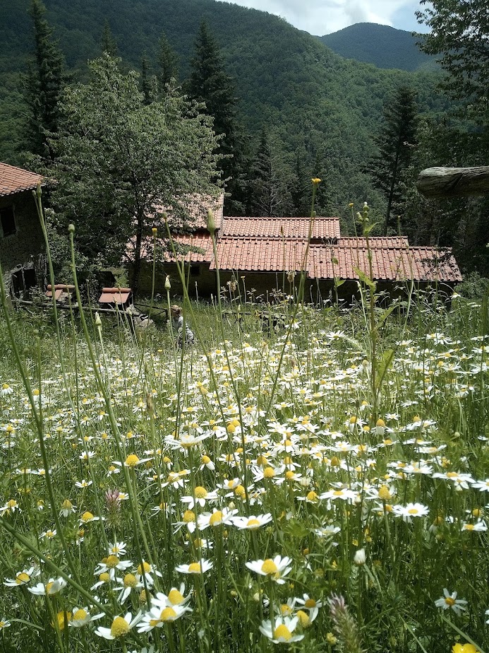 Effetto Foresta