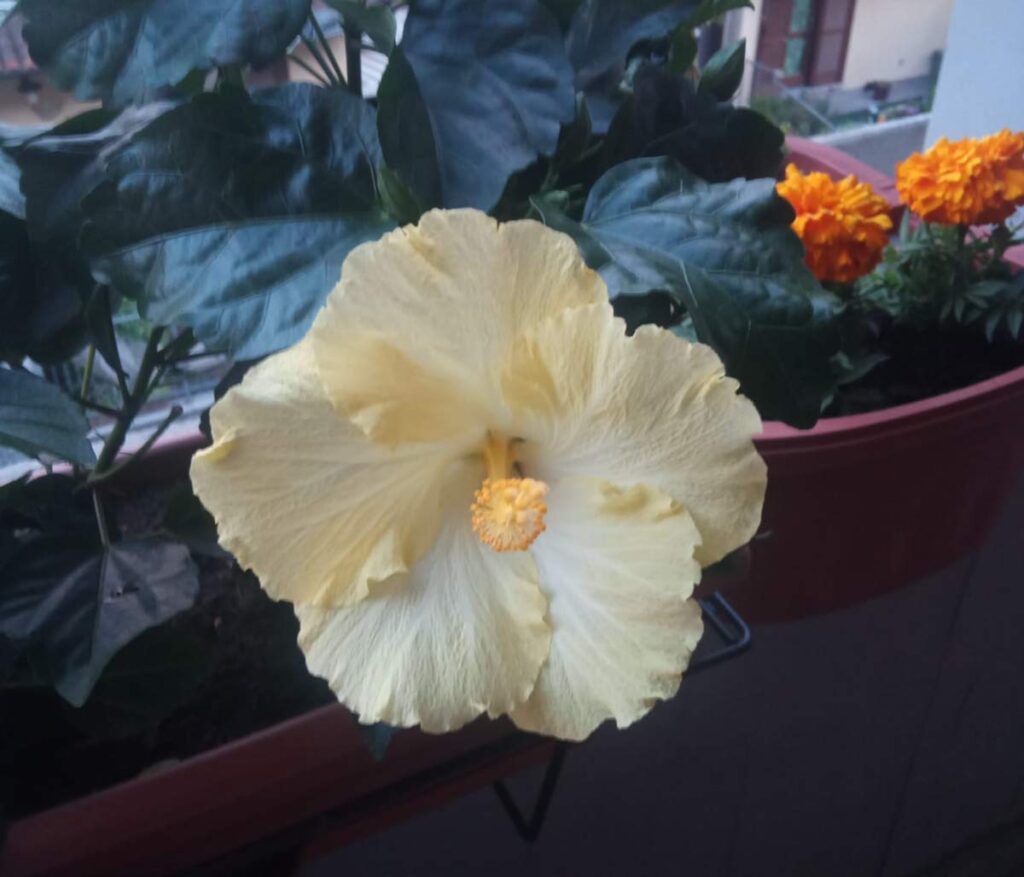 Smile Garden
