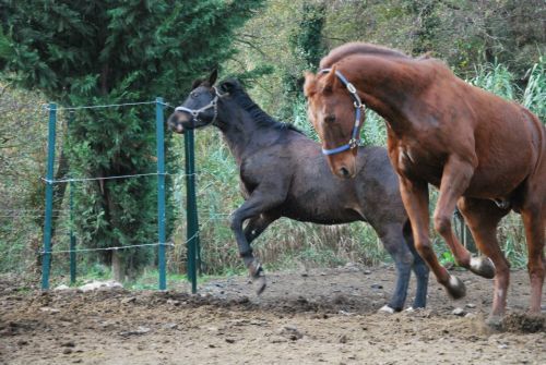 Il Ranch | equitazione ad Imperia