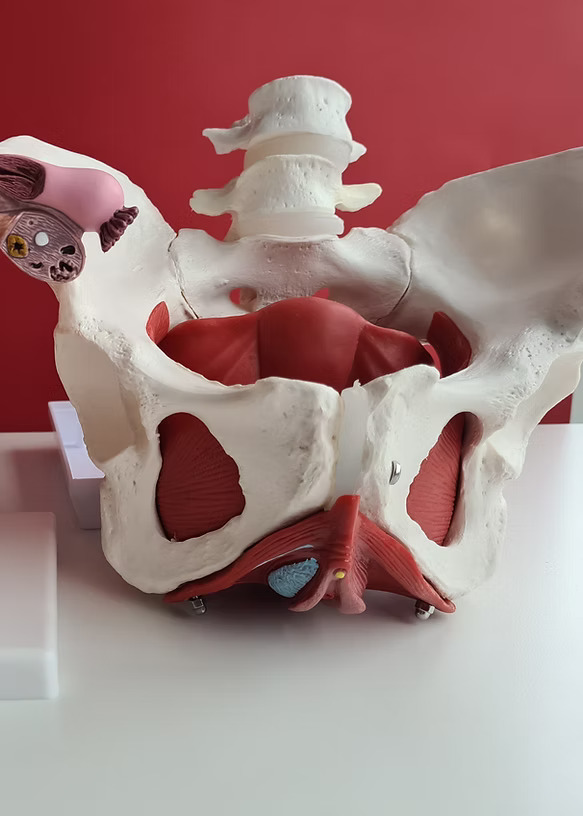 Dott.ssa Ostetrica Arianna Viola – Riabilitazione pavimento pelvico