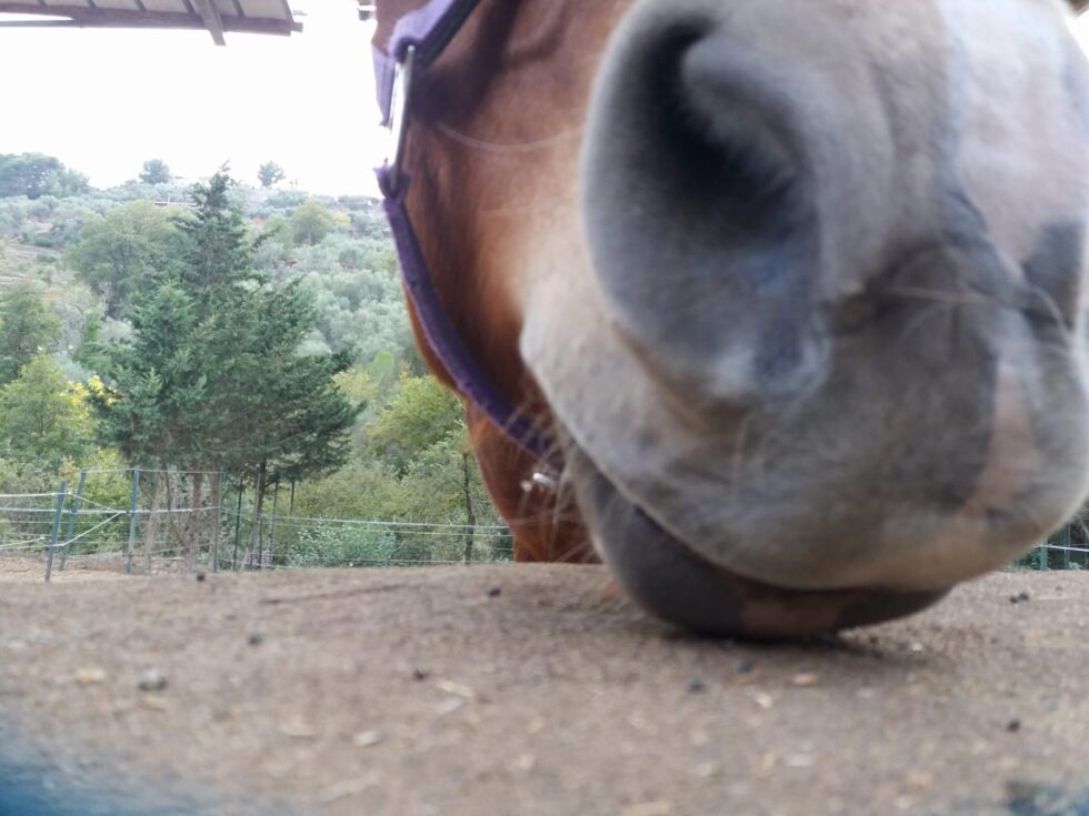 Il Ranch | equitazione ad Imperia