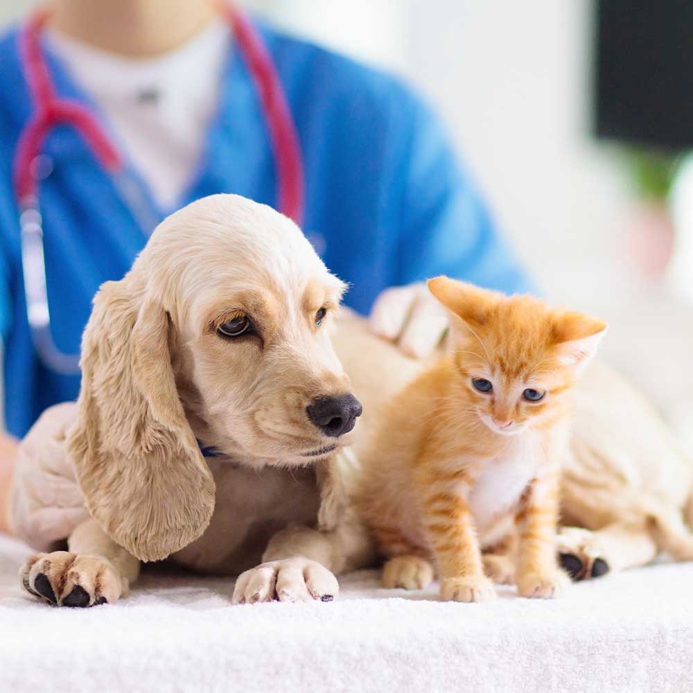 Ambulatorio Veterinario Medicalpet