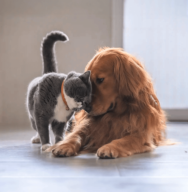 Zorme | Onoranze funebri e cremazione animali domestici